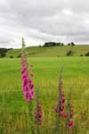 Cairngorms  National  Park 